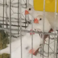 فنج بالغ نر ماده