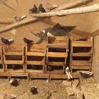 کبوتر دم سفید