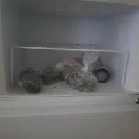 یخچال|یخچال و فریزر|نیشابور, دارایی|دیوار