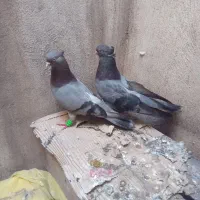 سبز آبادانی