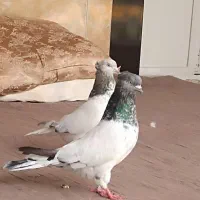 یک جفت کله الماسی