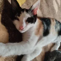 واگذاری رایگان بچه گربه کالیگولا سه ماهه