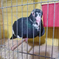 سیاه پلنگ‌نر ورشور ورشور