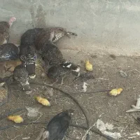 بقلمون 4 ماهه