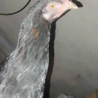 خروس سیاه محلی