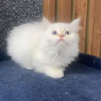 توله پرشین عروسکی اصیل