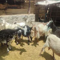 بز چپیش جوان