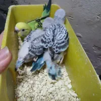 جوجه مرغ عشق سرلاکی