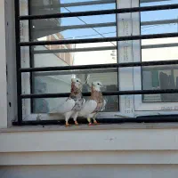 چند جفت کبوتر جفتگاه