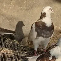 کبوتر
