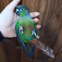 جوجه گرینچیک تازه دونه خور فول رام سخنگو پروازی
