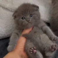 اسکاتیش بلو دبل خرسی