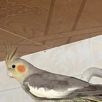 پرنده عروس هلندی ماده یک دونه