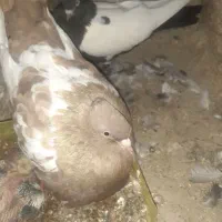کبوتر