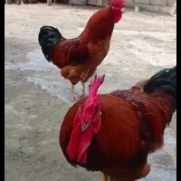 خروس های گلپایگان جوان گوشتی