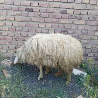 بره نر