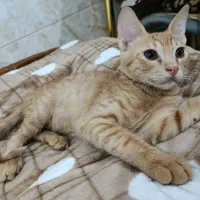 واگذاری بچه گربه