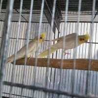 جوجه عروس عروس هلندی