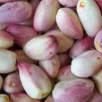 پسته تازه