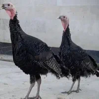 جوجه  بوقلمون