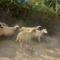 میش آبستن برا داشت حرف ندارن
