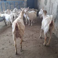 بز سانه درجه یک