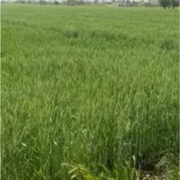 زمین-کشاورزی-یک-هکتار