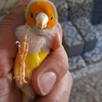 فنچ گلدین نر