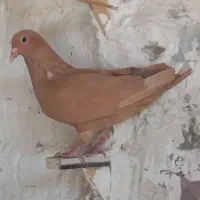 کبوتر ماده زرد دم سفید