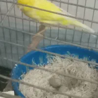 یه جفت قناری نر ماده