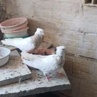 سه تا جوانه نر قواره دار
