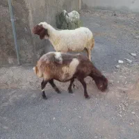 میش