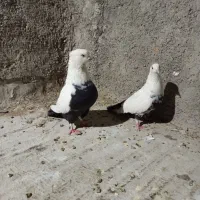 کبوتردمبی و دمسفید