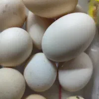 تخم مرغ نطفه دار