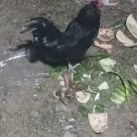 فروش خروس