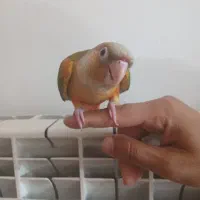 یک گرینچیک فوق دستی و یک جفت کوتوله برزیلی و قفس