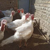 بوقلمون
