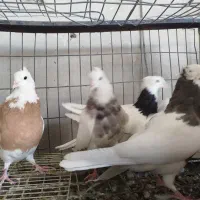 طوقی پالخت