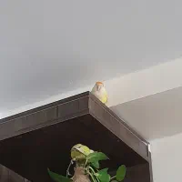 کوتوله صورت هلویی