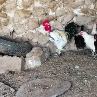 خروس گردن لیت