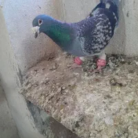 کبوتر|پرنده|تایباد, |دیوار