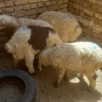 فروش بره سبک نر