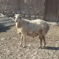 یک راس قوچ موقانی