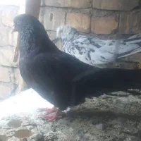 حدود ۲۰عدد کبوتر اصفهانی