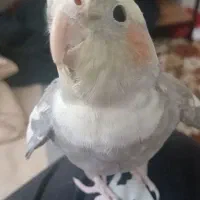 عروس هلندی سخنگو، رقاص.