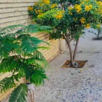 اجاره روزانه ویلا دربست مستقل بغل ساحل  بسیار تمیز
