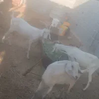 بز سانن