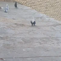 حمیدیه|پرنده|سوسنگرد, |دیوار