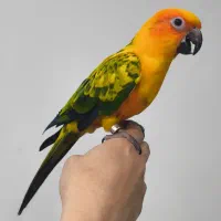 طوطی خورشیدی سانکاریو اصل