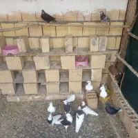 13عدد کبوتر سری 550